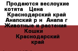 Продаются веслоухие котята › Цена ­ 2000-2500 - Краснодарский край, Анапский р-н, Анапа г. Животные и растения » Кошки   . Краснодарский край